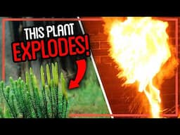 Was This EXPLOSIVE Plant Used to Take Photos?