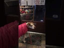 When the Pet Store’s Closed #funnydogs #shorts