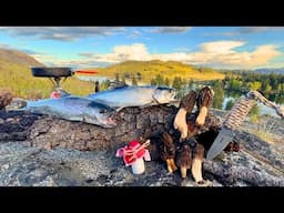 TIGER TROUT Fishing & Wild Mushroom Foraging!!! (Catch & Cook)