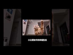 还记得那只因骨折被遗弃的缅因猫吗？现在可幸福了 #shorts