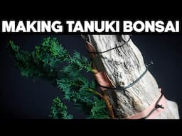 How To Make A Tanuki Bonsai🪴*EASY*