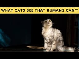 Hidden Things Your Cat Can See & Feel But YOU CAN'T