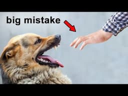 Stop Greeting Dogs This Way