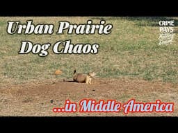 Urban Prairie Dog Chaos