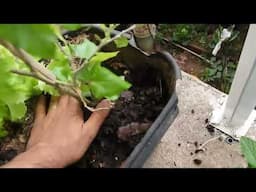 Como Plantar Amora Portuguesa Gigante orgânica em vasos 4K