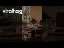 Polite Raccoon Eats Leftovers At Restaurant || ViralHog