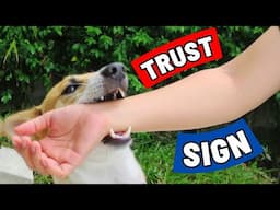 8 Signs Your Dog Trusts You