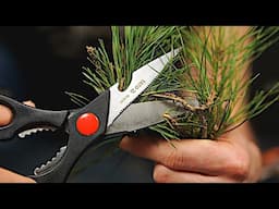 ASMR Pine trimming & more