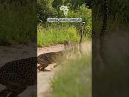 Lioness chases two cheetah past safari vehicle | Wild Wonderful World | #wildlife #animals #nature