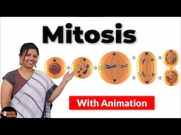 Mitosis Cell Division