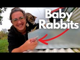 Drizzly November Mornings (NEW Rabbits Born!) | Farm Life VLOG