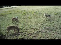 Mexican Wolf 2023 Trail Camera Highlights