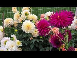 Connor Ward live dahlias