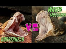 The DEADLY Difference Between Water Moccasin and Copperhead Snakes