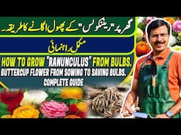 How to grow "RANUNCULUS" from Bulbs | Gardening With Javed Iqbal