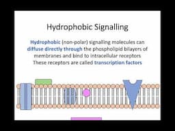 AH Biology 1.4b Hydrophobic Signals & Control of Transcription