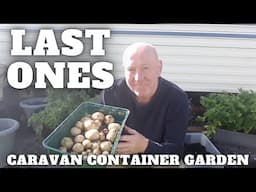 Final Potato Reveal [Container Gardening ]