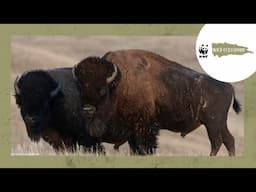 All About Plains Bison