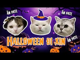 Halloween đi xin ăn pate cùng nhà Maly | maly.gaugau