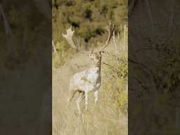 Giant White Fallow deer hunting in New Zealand with Exclusive Adventures New Zealand