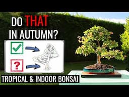 Pro Tips for Tropical and Indoor Bonsai