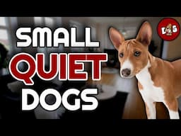 Top 10 Small Dog Breeds That Don't Bark... Much 📢