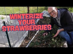 Preparing Strawberry Plants for Winter! How to Protect Your Strawberry Plants Over Winter