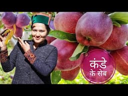 ||Kande Apple Season || Autumn Apple Season || Kinnaur HP||