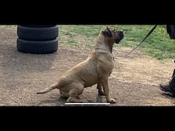 Boerboel / SA mastiff at work / building confidence