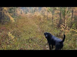 THE TENT, Doing Deer Stand Work and Exploring New Areas.