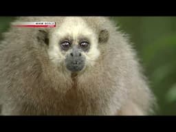 Wildlife Documentary - Amazon Alliance New World Monkeys