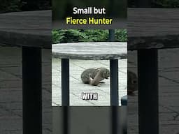 Small but Fierce Hunter