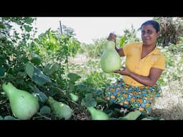 Bottle Gourd / Today I will make a dish that will surprise you. .village kitchen recipe