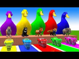 5 Giant Duck Cartoon,Cow,Mammoth,Elephant,Lion,Tiger Paint Wild Animals Crossing Fountain Animation