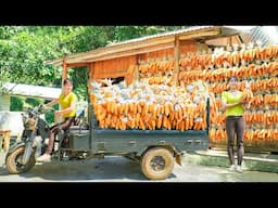 Harvest Corn and Use 3-wheeled Vehicle Transport To The Farm As a Reserve Food Source For Livestock