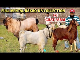 Full Mental Bakro Ka Collection Kota Breed At FG Goat Farm