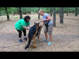 Puppies coming soon! Spectacular German Shepherds Alfons and Elsa. Odessa. Ukraine.