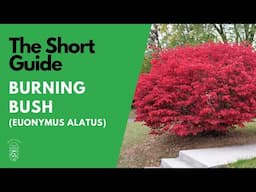 The Short Guide to the Burning Bush (Euonymus Alatus Compactus)