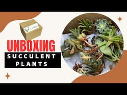 Unbox with Me : Discovering Exotic Succulents!