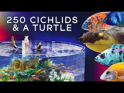 250 Cichlids & A GIANT TURTLE — 5-Foot Wide Aquarium