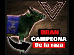 Vacas Suizo Europeo, hembras donadoras de embriones y como es el Juzgamiento Hembras en una pista.