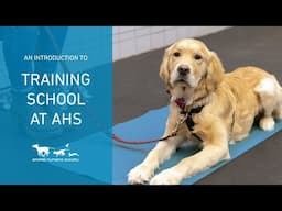 An introduction to the Training School at Animal Humane Society