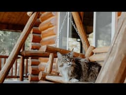 Maine Coons Rent a Log Cabin