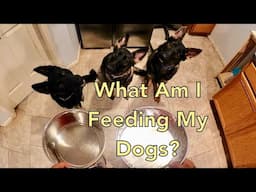 What Am I Feeding My Dogs?