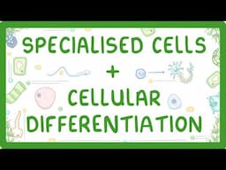 GCSE Biology - Differentiation and Specialised Cells #10