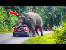 Elephants Charging Vehicles: Intense Wildlife Encounters Caught on Camera