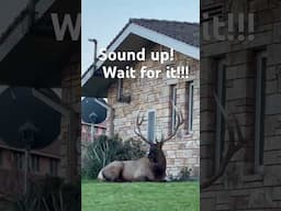 BULL ELK SOUNDS OFF DURING RUT IN YELLOWSTONE #shorts #yellowstone #wildlife