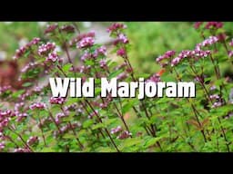 Wild marjoram/ Oregano identification