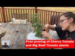 Dutch Bucket Tomatoes - first pruning after transplant