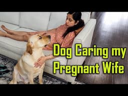 My Dog Caring for my Pregnant Wife | Dog Helps Pregnant Mom @ouramericandream1183